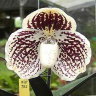 Орхидея Paphiopedilum godefroyae (отцвёл)