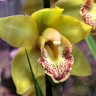 Орхидея Cymbidium (отцвел)