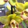 Орхидея Cymbidium (отцвел)