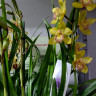 Орхидея Cymbidium (отцвел)