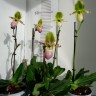 Орхидея Paphiopedilum Pinocchio alba