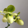 Орхидея Paphiopedilum Pinocchio alba