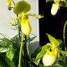 Орхидея Paphiopedilum Pinocchio alba