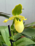 Орхидея Paphiopedilum Pinocchio alba