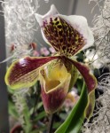 Орхидея Paphiopedilum hybrid 