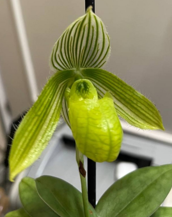 Орхидея Paphiopedilum Mottled Leaf Albino Type