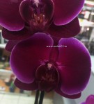 Орхидея Phalaenopsis Emperor Jewel (отцвёл)