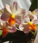 Орхидея Ascovandoritis Prapin (отцвёл)