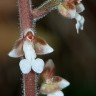 Орхидея Dossinia marmorata (еще не цвела) 