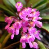 Орхидея Schoenorchis fragrans (отцвёл) 