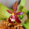 Орхидея Phal. cornu-cervi red (отцвёл)