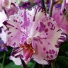 Орхидея Phalaenopsis Magic Art peloric