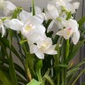 Орхидея Cymbidium (отцвел)  