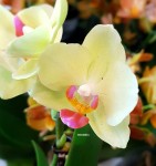 Орхидея Phalaenopsis, mini   