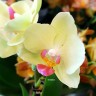 Орхидея Phalaenopsis, mini   