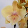 Орхидея Phalaenopsis Big Lip (отцвел)         