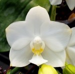Орхидея Phalaenopsis Tzu Chiang Chrisna (еще не цвел)   