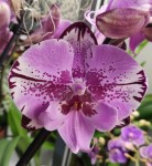 Орхидея Phalaenopsis Naomi, Big Lip (отцвел)