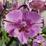Орхидея Phalaenopsis Naomi, Big Lip (отцвел)