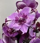 Орхидея Phalaenopsis Naomi, Big Lip 