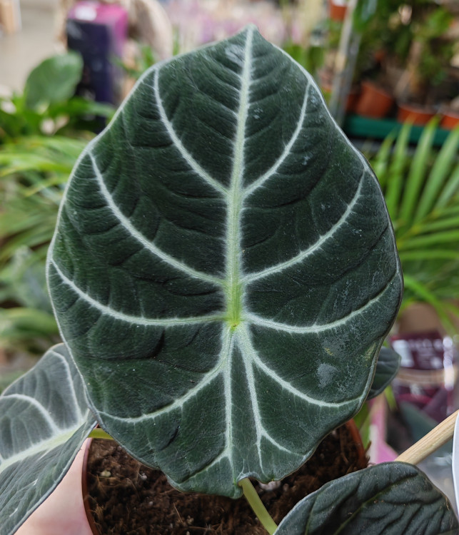 Алоказия Black Velvet