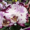 Орхидея Phalaenopsis Angel (отцвел)
