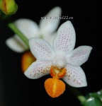 Орхидея Phalaenopsis Mini Mark (еще не цвел) 