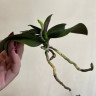 Орхидея Phalaenopsis Mini Mark (еще не цвел) 
