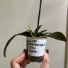 Орхидея Phalaenopsis Mini Mark (еще не цвел) 