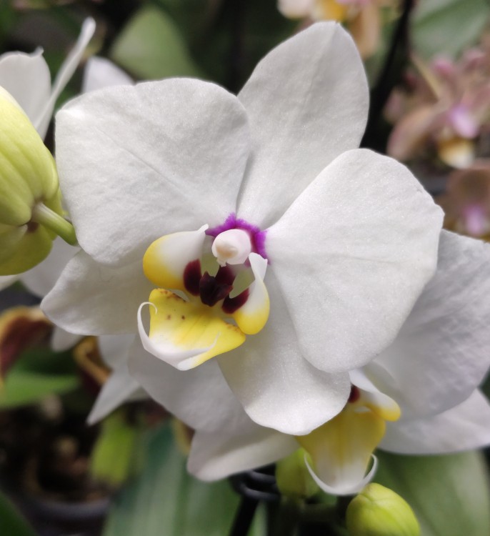 Орхидея Phalaenopsis Starry Night, multiflora (отцвел)
