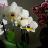 Орхидея Phalaenopsis Starry Night, multiflora (отцвел)