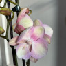 Орхидея Phal. Venetian Carnival, Big Lip (отцвел)