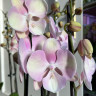 Орхидея Phal. Venetian Carnival, Big Lip (отцвел)