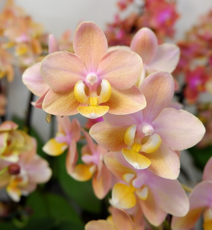 Орхидея Phalaenopsis Perfumе Scention, multiflora (отцвел) 
