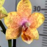 Орхидея Phalaenopsis Balloon, midi (отцвел)       