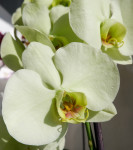 Орхидея Phalaenopsis Star Green Beauty 