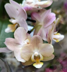Орхидея Phalaenopsis Perfumе Valkion, multiflora 