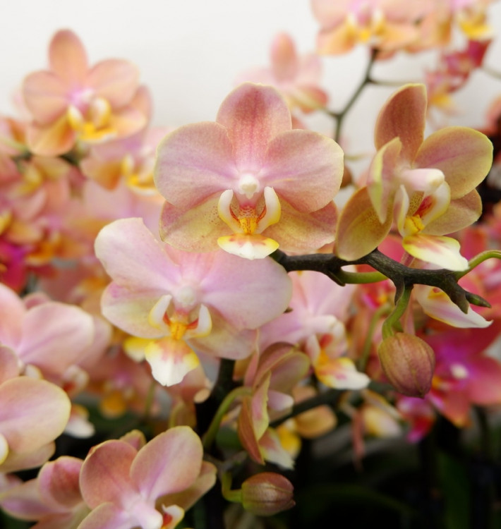 Орхидея Phalaenopsis Perfumе Valkion, multiflora 