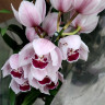 Орхидея Cymbidium (отцвел)