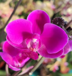 Орхидея Phalaenopsis Queen Beer 'Red Sky', multiflora 