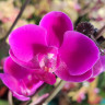 Орхидея Phalaenopsis Queen Beer 'Red Sky', multiflora 