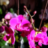 Орхидея Phalaenopsis Queen Beer 'Red Sky', multiflora 