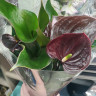 Anthurium Chelsey Chocolate (деленка без цветов)