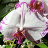 Орхидея Phalaenopsis Minho Princess