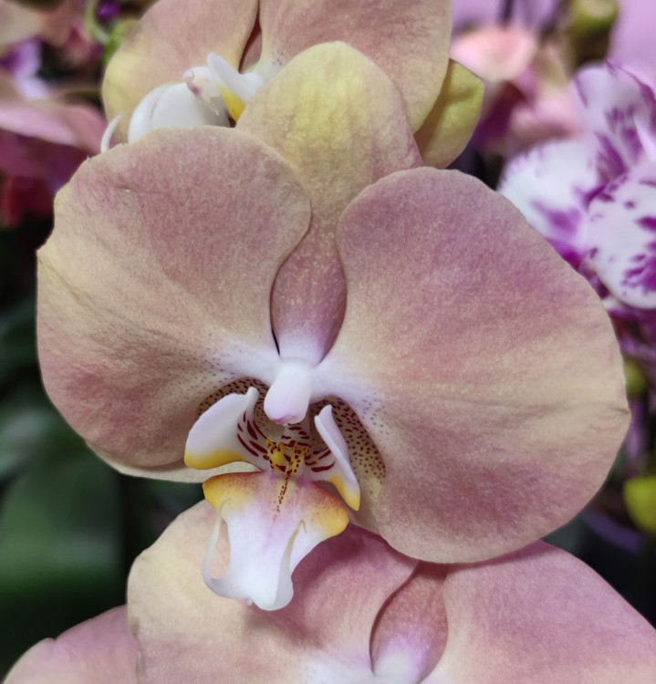 Орхидея Phalaenopsis (отцвел, РЕАНИМАШКА)