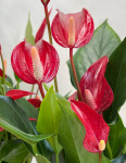 Anthurium Lili red (отцвел)