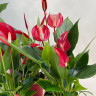 Anthurium Lili red (отцвел)
