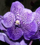 Орхидея Vanda Bangkok Blue x Vanda Dr. Anek (отцвела)