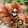 Орхидея Cymbidium (отцвел)