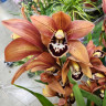 Орхидея Cymbidium (отцвел)